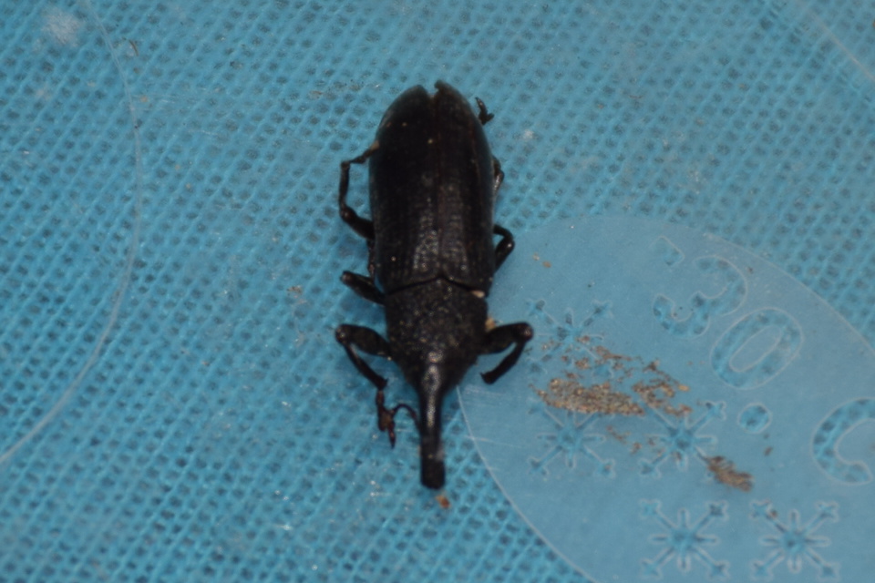 Lixus