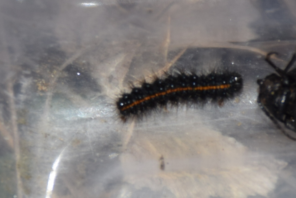 Spiris striata - csíkos molyszövő