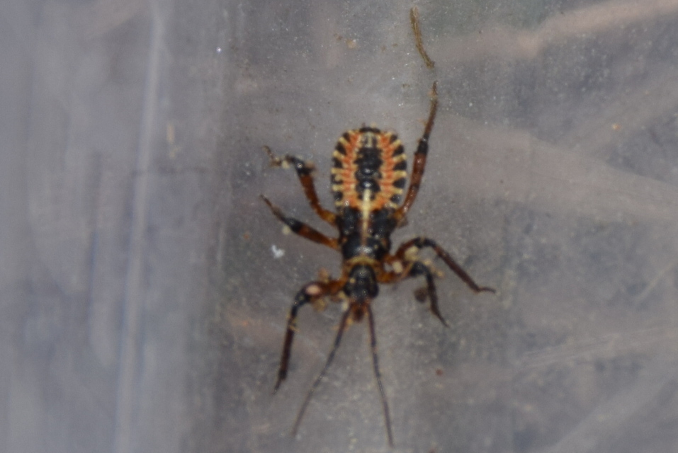 Rhynocoris