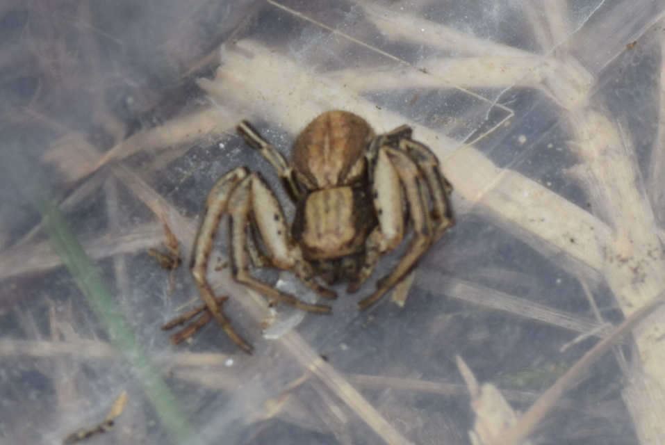 Spiracme striatipes - csíkoslábú karolópók