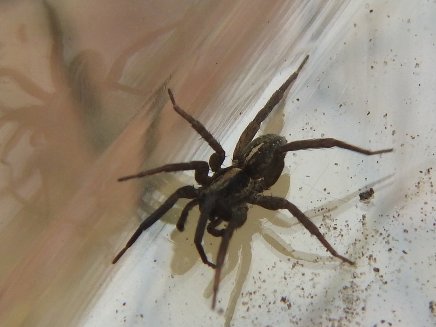 Trochosa