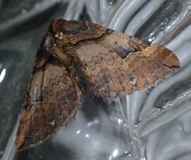 Earophila badiata - csipkerózsa-araszoló