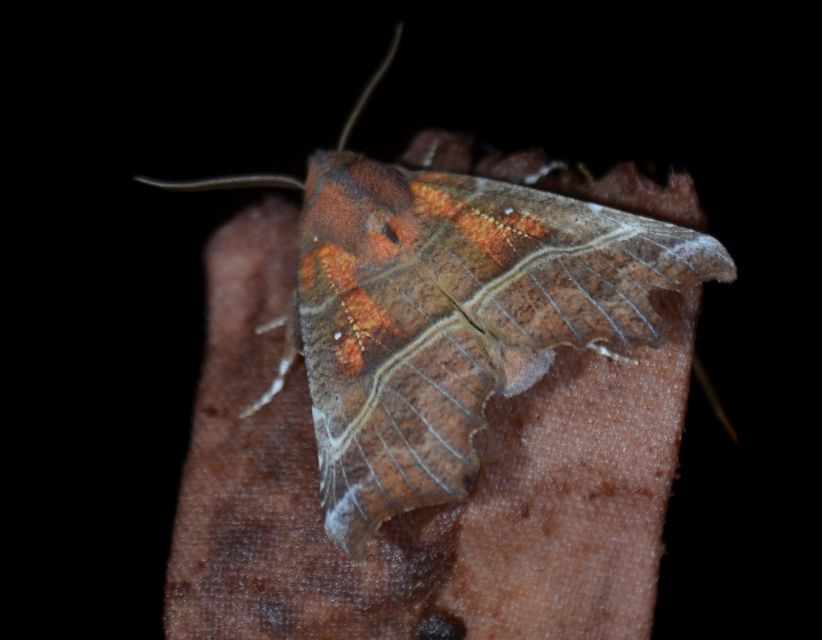Scoliopteryx libatrix - vörös csipkésbagoly