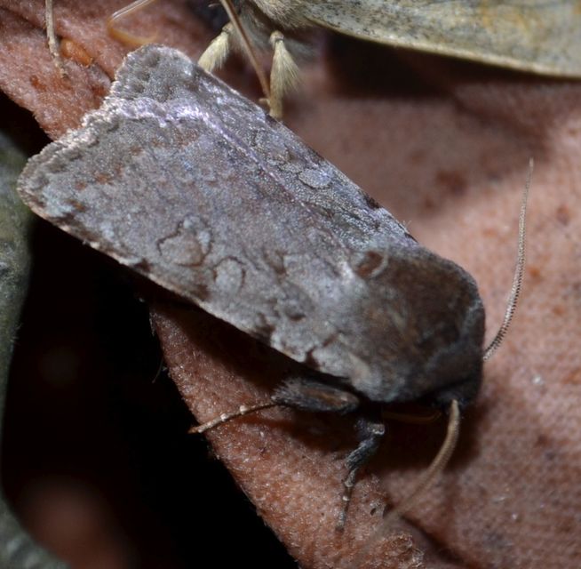 Cerastis rubricosa - vörhenyes tavaszibagoly