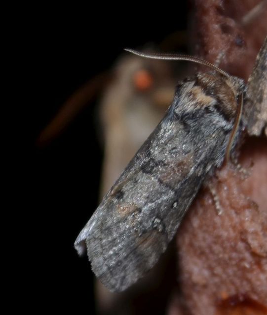 Asphalia ruficollis - vörösnyakú pihésszövő