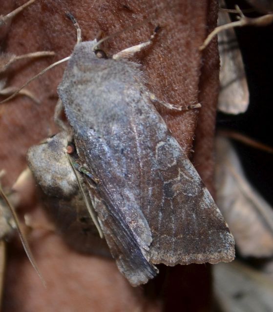 Orthosia incerta - változékony barkabagoly