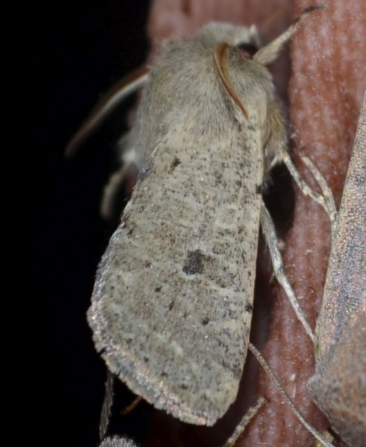 Orthosia cruda - kis barkabagoly