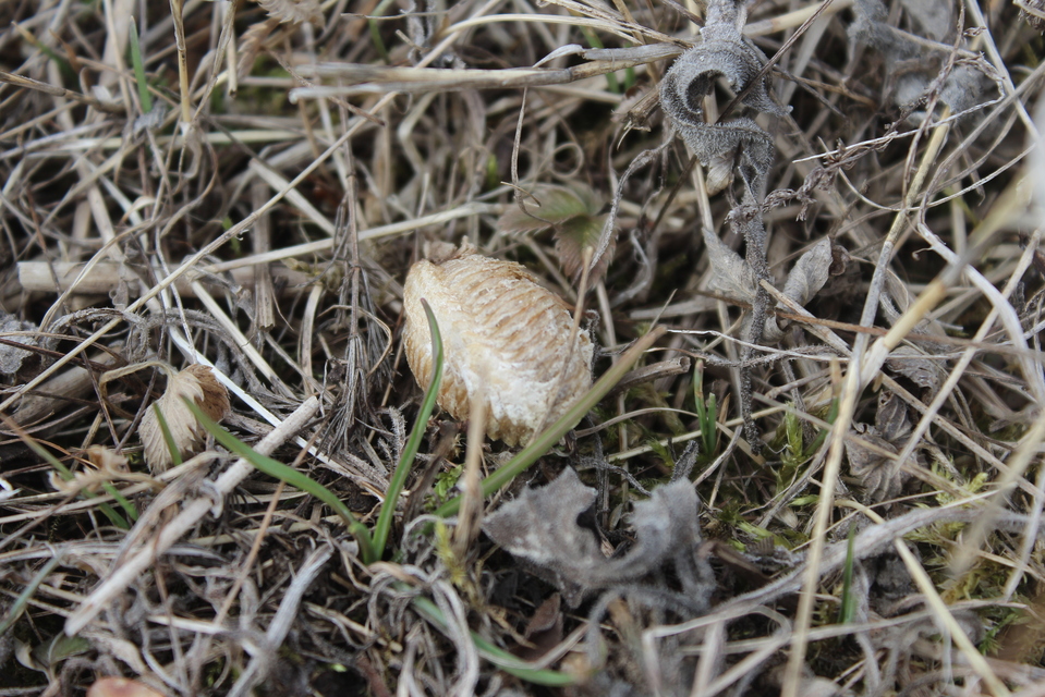 Mantis religiosa - imádkozósáska