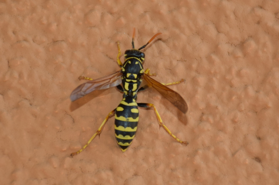 Polistes dominulus - déli papírdarázs