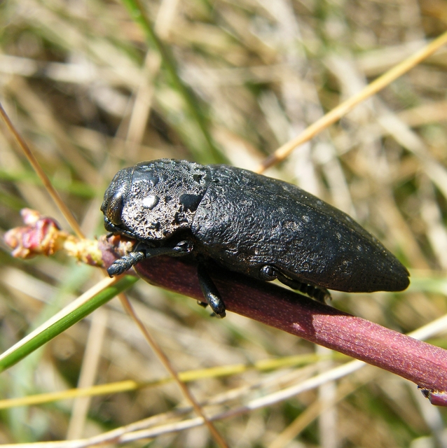 Capnodis tenebrionis - kökény-tükrösdíszbogár