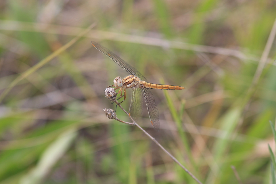 Orthetrum brunneum - pataki pásztorszitakötő