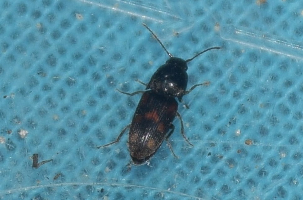 Drasterius bimaculatus - változékony pattanó