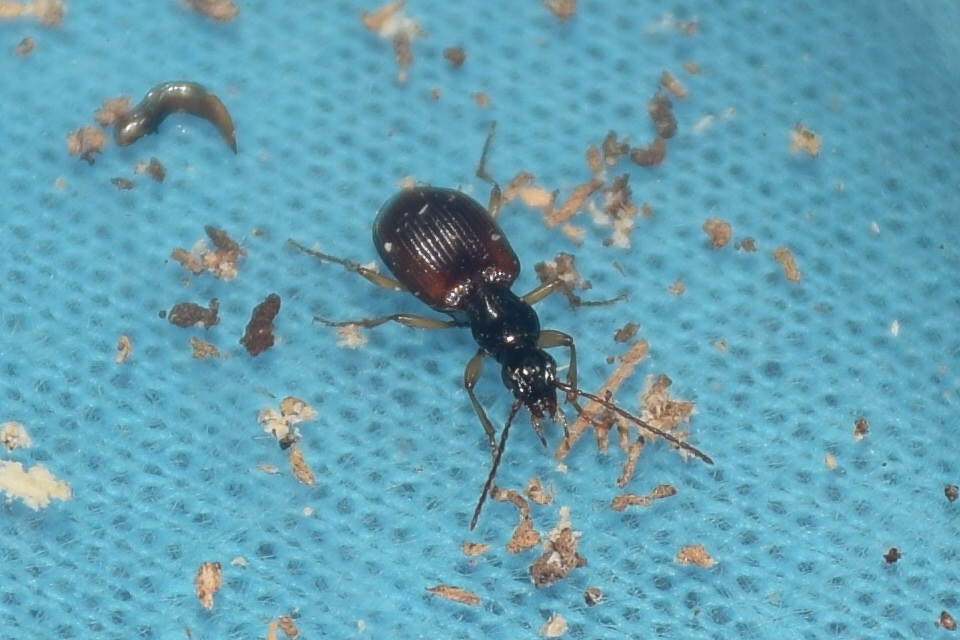 Oxypselaphus obscurus - barnás kisfutó