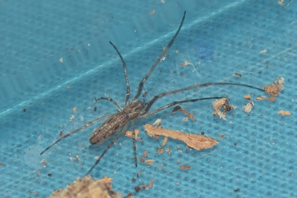 Tetragnatha nigrita - fekete állaspók