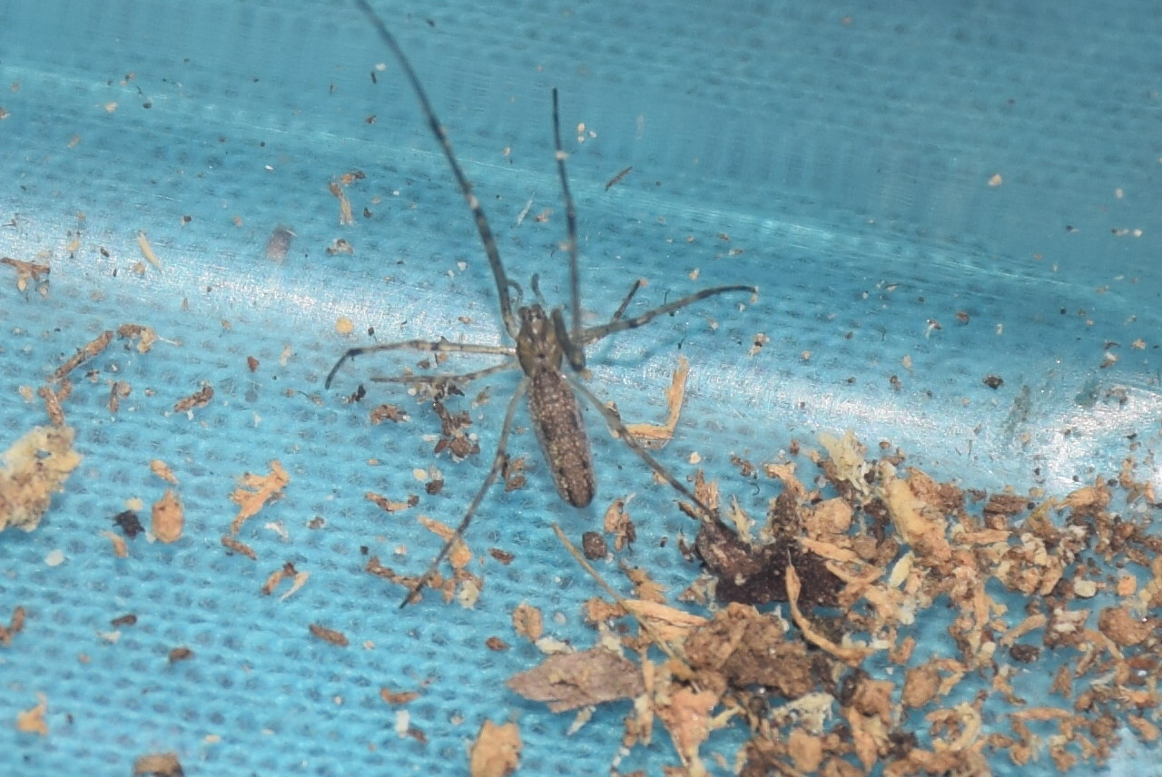 Tetragnatha nigrita - fekete állaspók