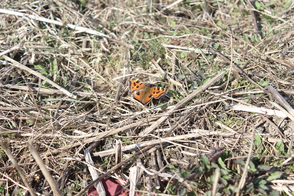 Nymphalis xanthomelas - vörös rókalepke