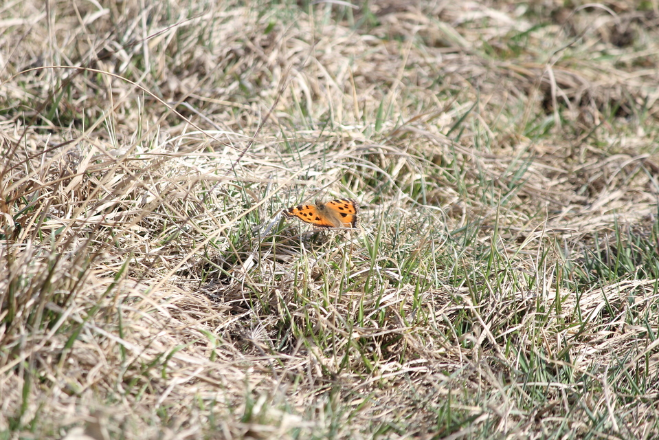 Nymphalis xanthomelas - vörös rókalepke