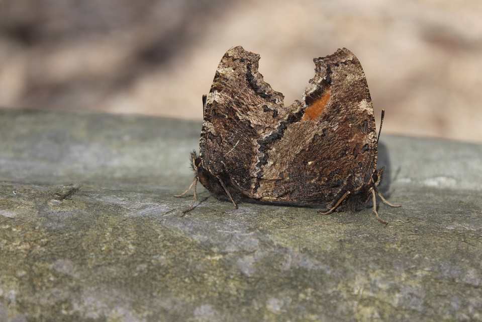 Nymphalis xanthomelas - vörös rókalepke