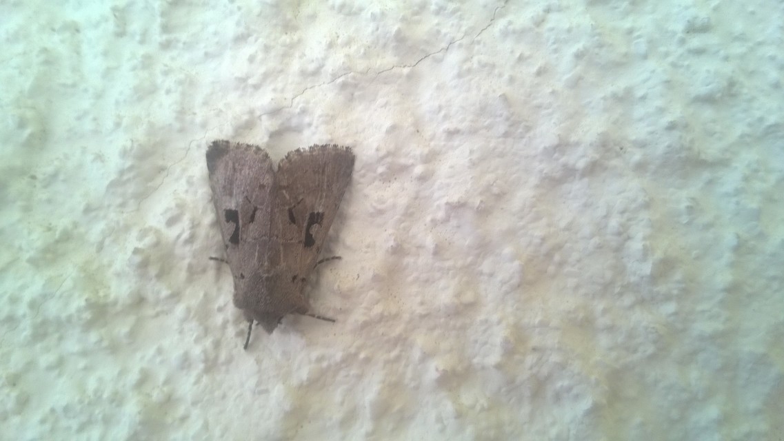 Orthosia gothica - feketefoltos barkabagoly
