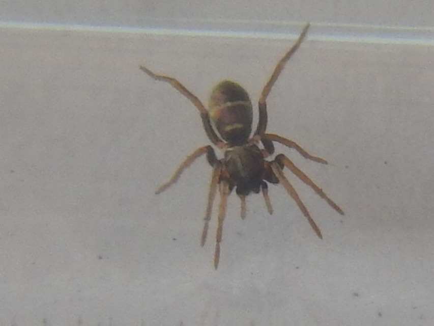 Micaria pulicaria - ékes fémpók