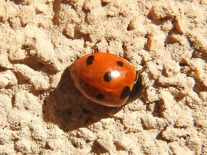 Coccinella septempunctata - hétpettyes katica