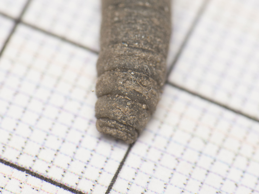 Tipula