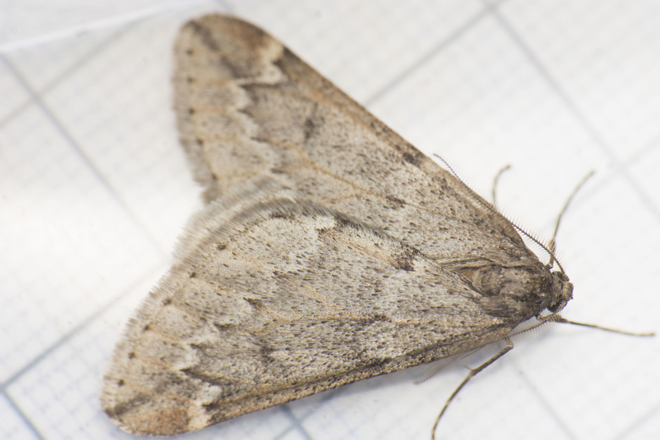 Alsophila aescularia - vadgesztenye-araszoló