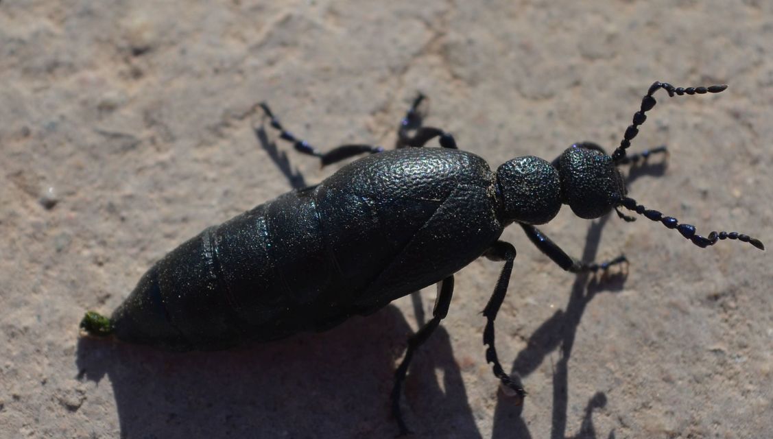 Meloe proscarabaeus - közönséges nünüke