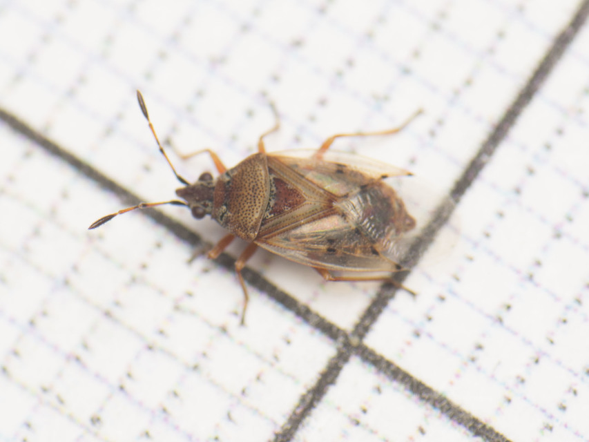 Kleidocerys resedae - nyírbodobács