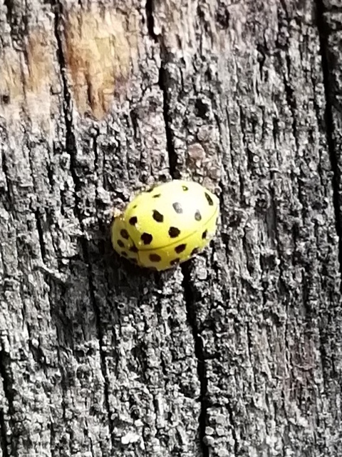 Psyllobora vigintiduopunctata - huszonkétpettyes katica