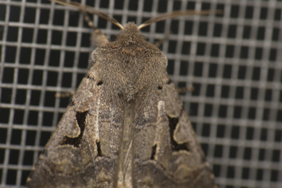 Orthosia gothica - feketefoltos barkabagoly