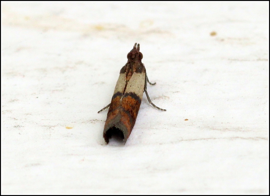 Plodia interpunctella - aszalványmoly