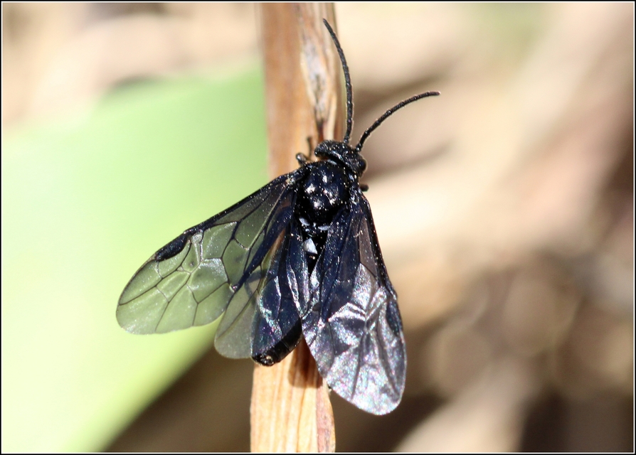 Tenthredinidae - valódi levéldarazsak