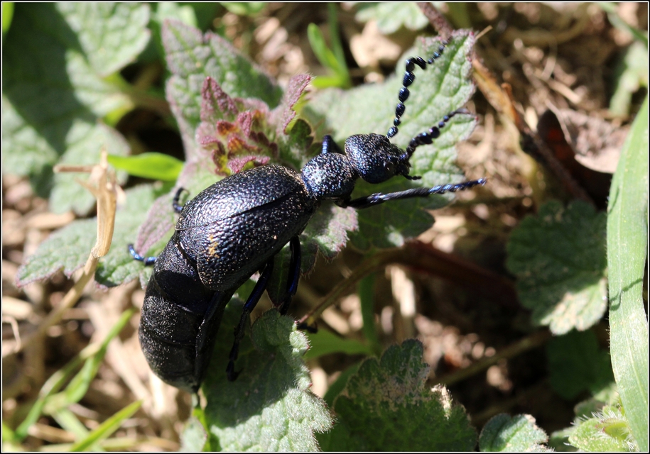 Meloe proscarabaeus - közönséges nünüke