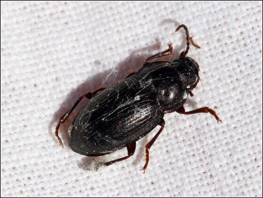Nalassus dermestoides - rövidszárnyú gyászbogár