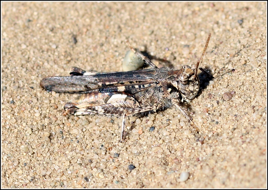 Acrotylus insubricus - önbeásósáska