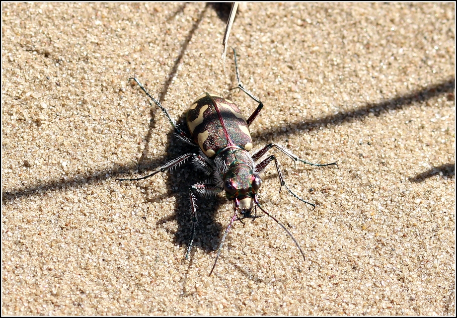 Cicindela hybrida - öves homokfutrinka