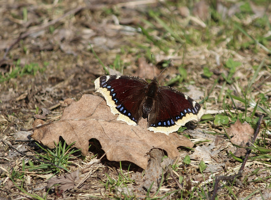 Nymphalis antiopa - gyászlepke