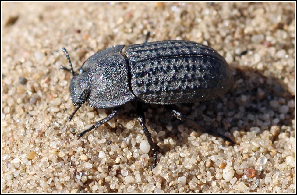 Opatrum sabulosum - sároshátú gyászbogár