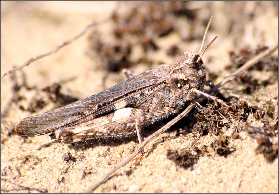 Acrotylus insubricus - önbeásósáska