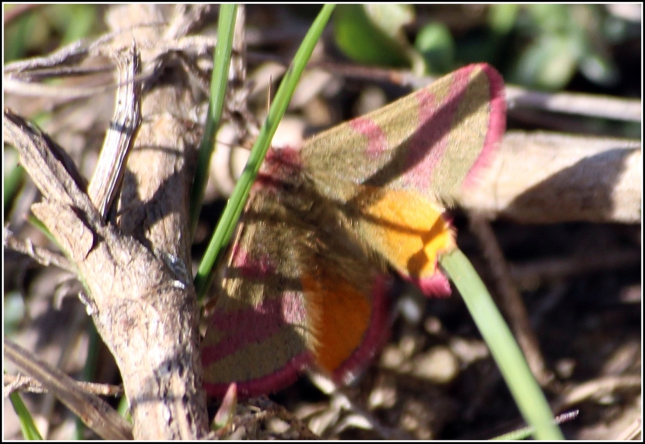 Lythria cruentaria - bíborcsíkos araszoló