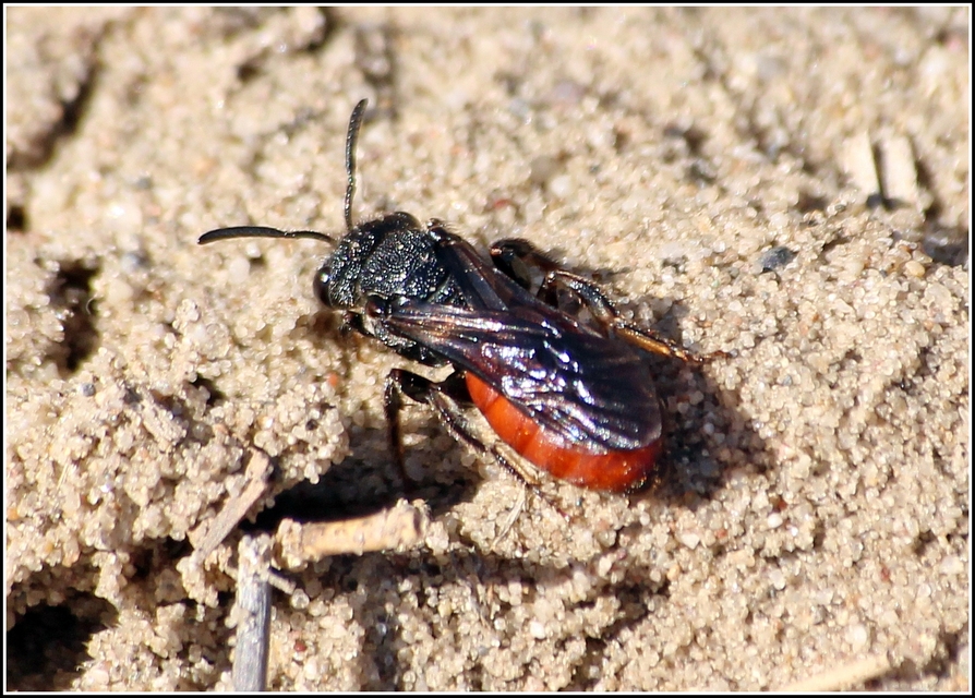Sphecodes