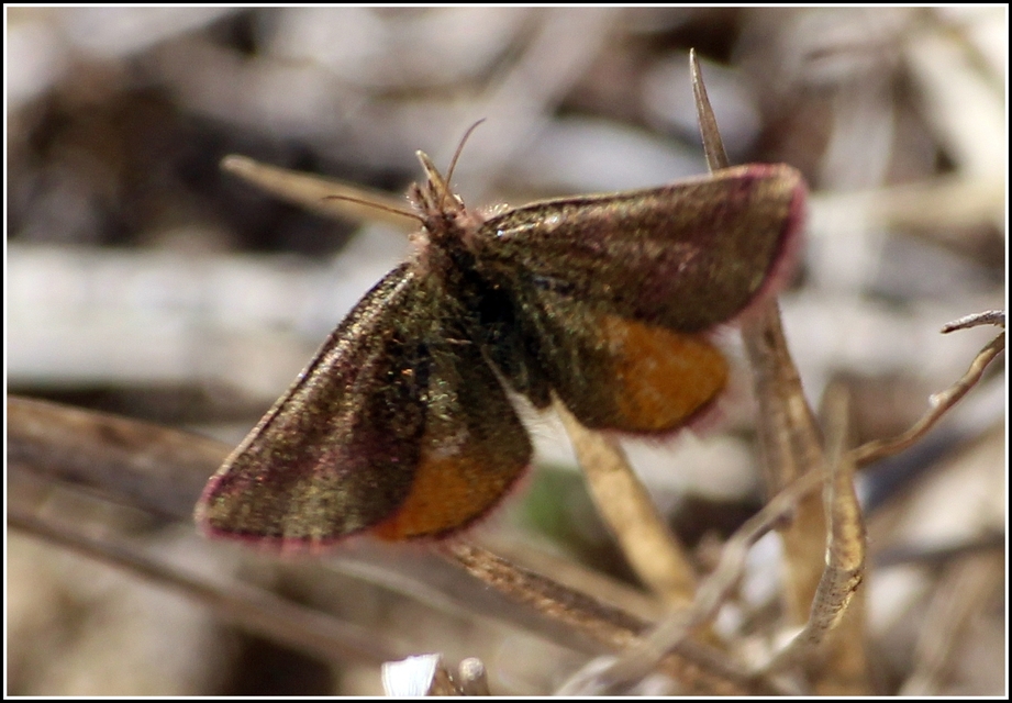 Lythria cruentaria - bíborcsíkos araszoló