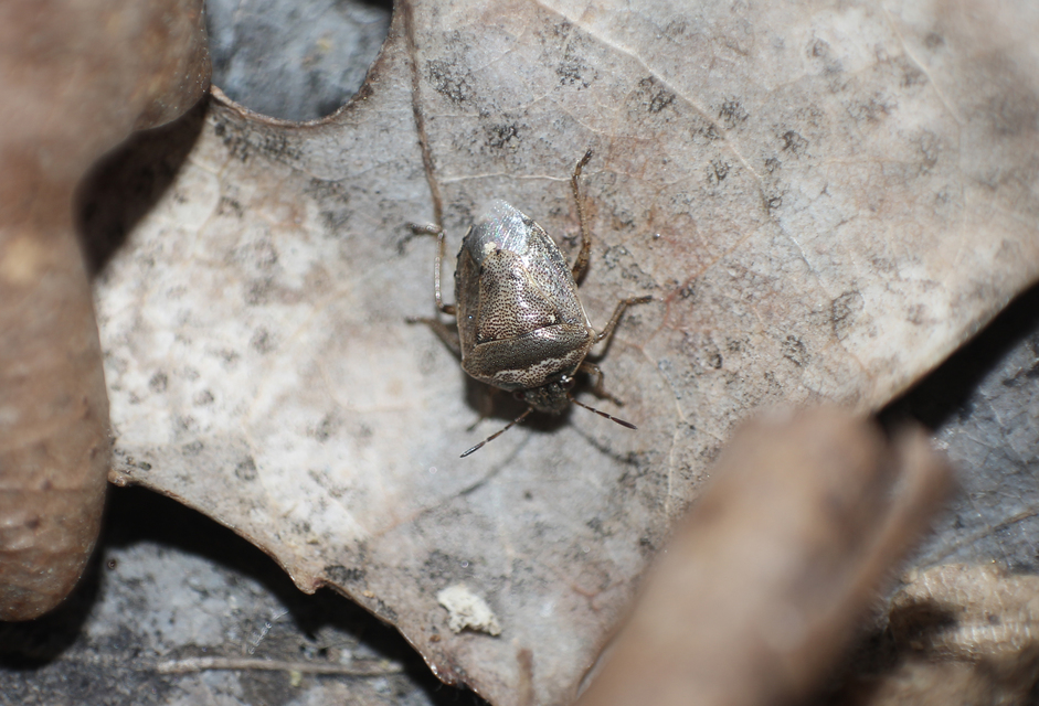 Eysarcoris ventralis - fakó feketefejű-poloska Eysarcoris ventralis - fakó feketefejű-poloska