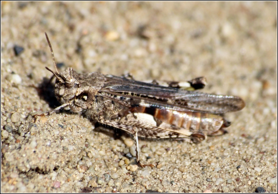 Acrotylus insubricus - önbeásósáska
