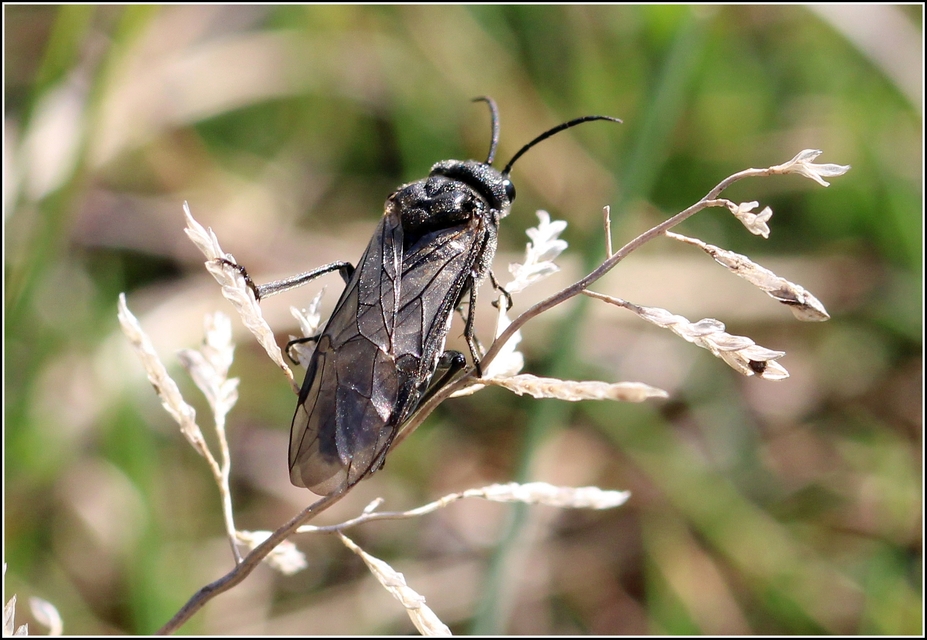 Tenthredinidae - valódi levéldarazsak