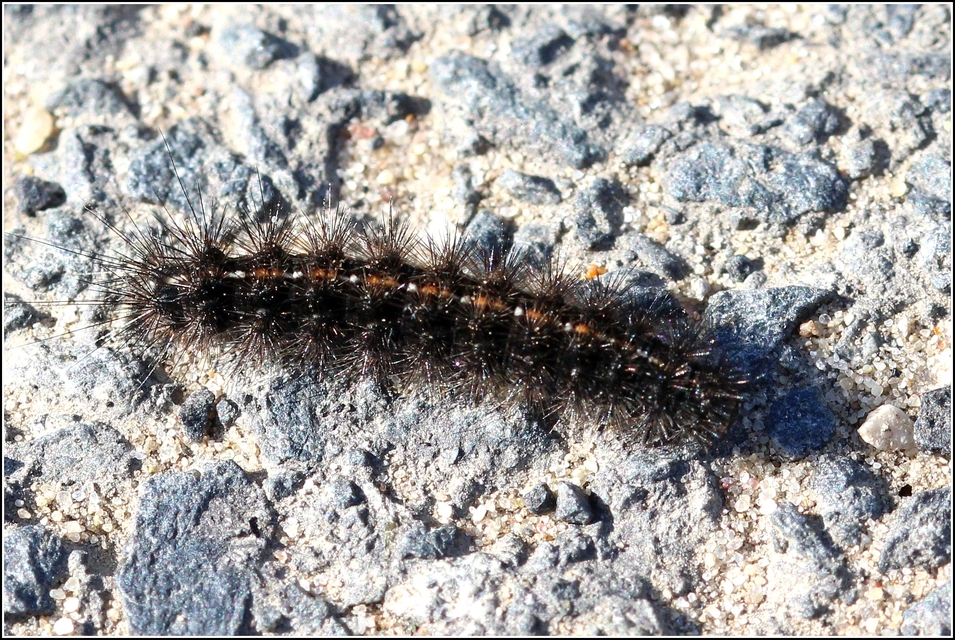 Diacrisia sannio - vörösszélű medvelepke