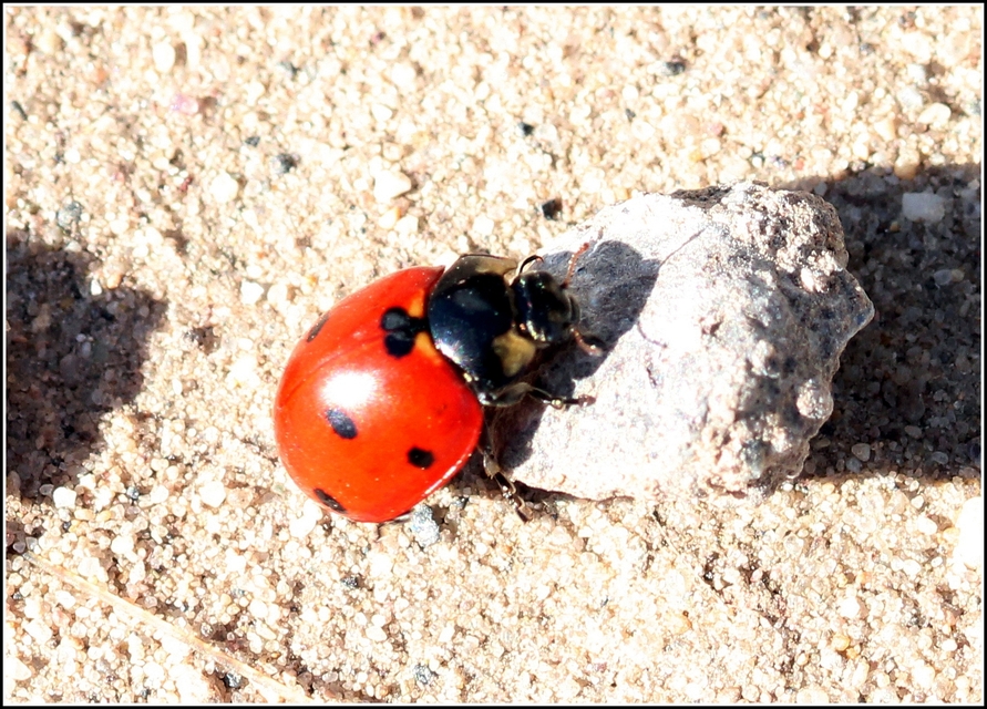 Coccinella septempunctata - hétpettyes katica