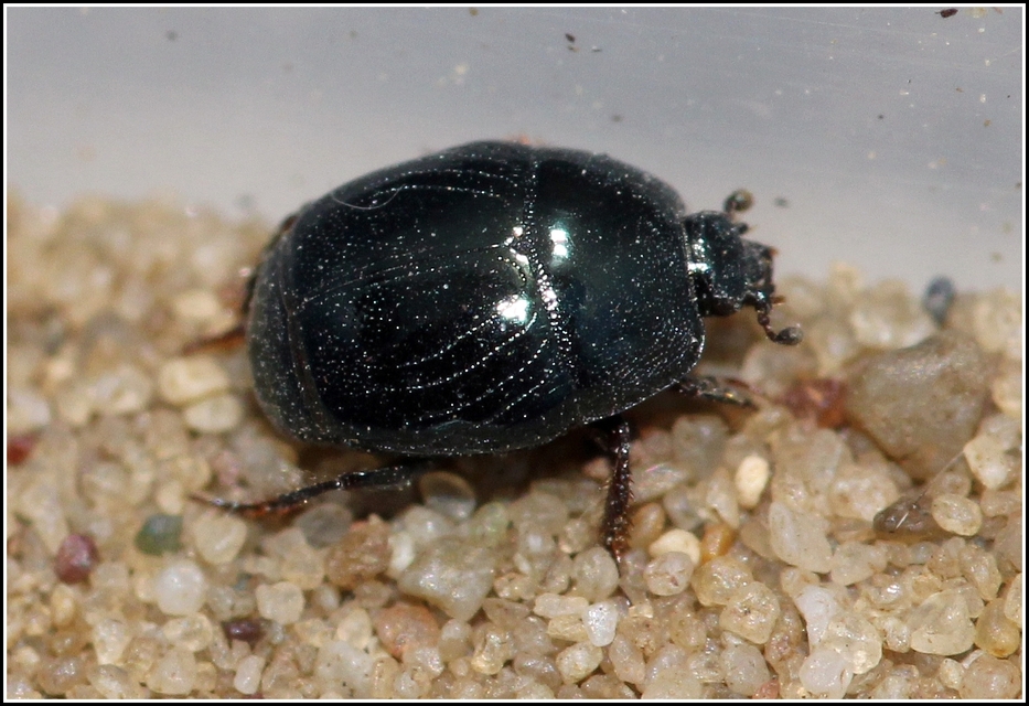 Hypocaccus metallicus - fekete trágyasutabogár