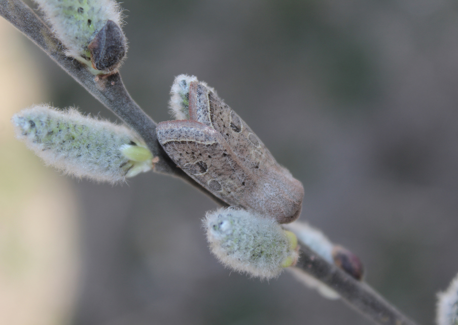 Orthosia gracilis - karcsú barkabagoly